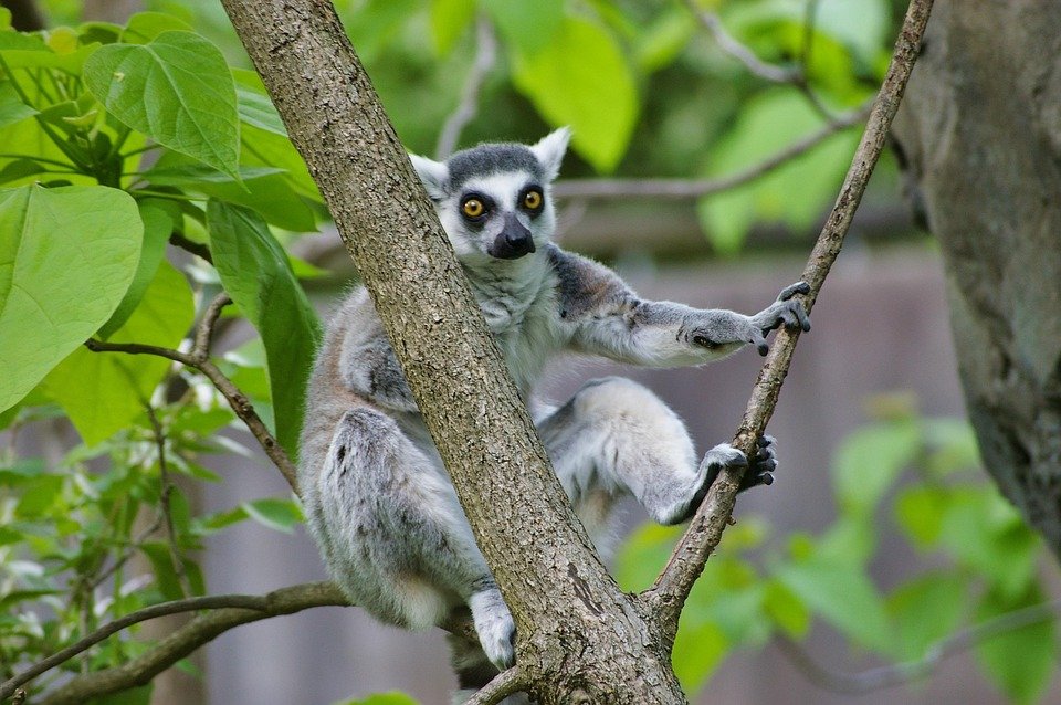 ring-tailed lemur adaptations