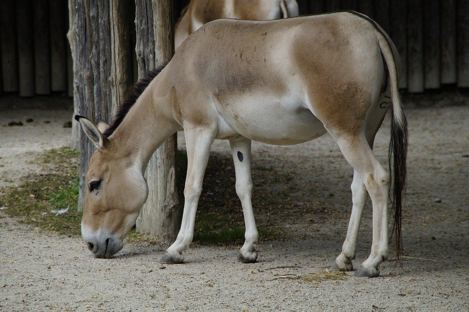 Is a Persian onager a donkey?