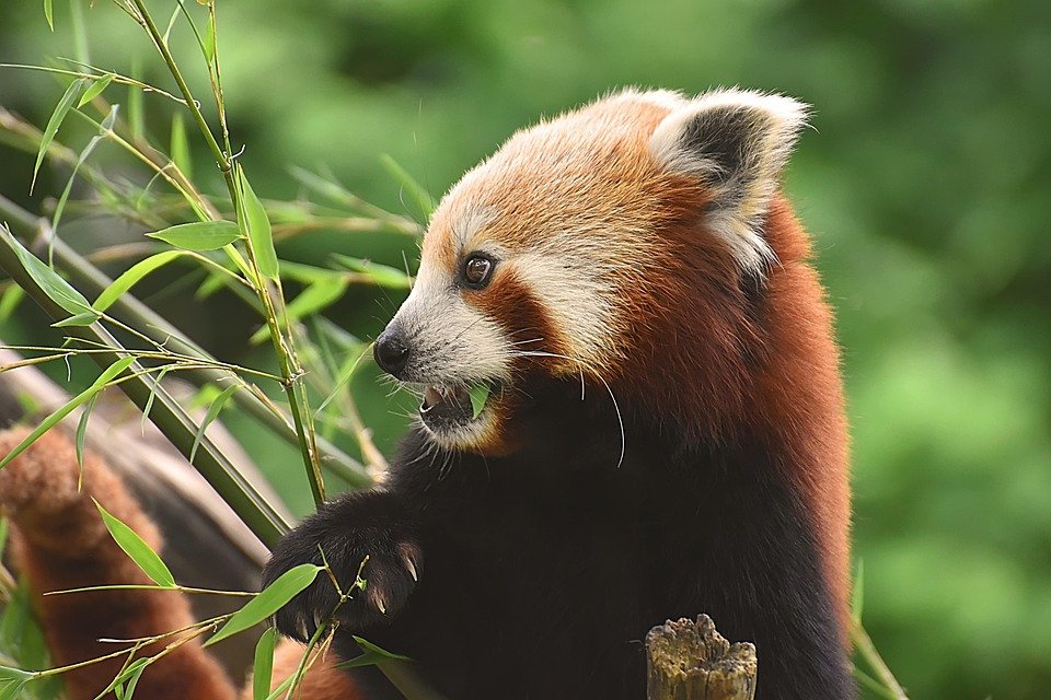 Is a red panda a bear?