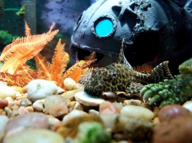 plecostomus food