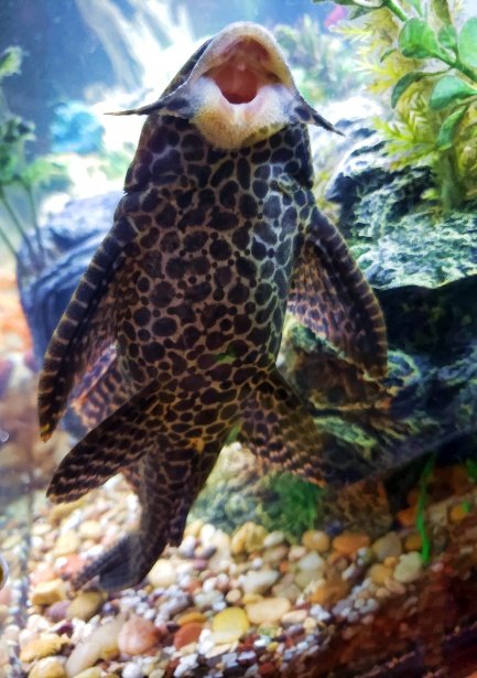 plecostomus fish