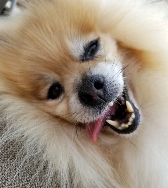 The best,AKC Registered Pomeranian breeder in USA