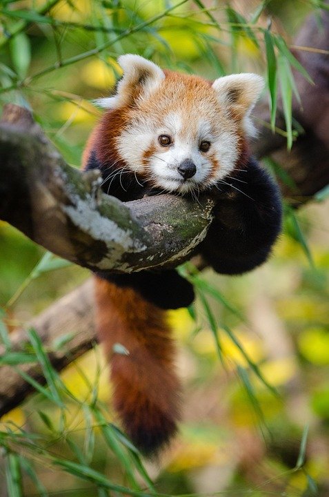 red panda baby