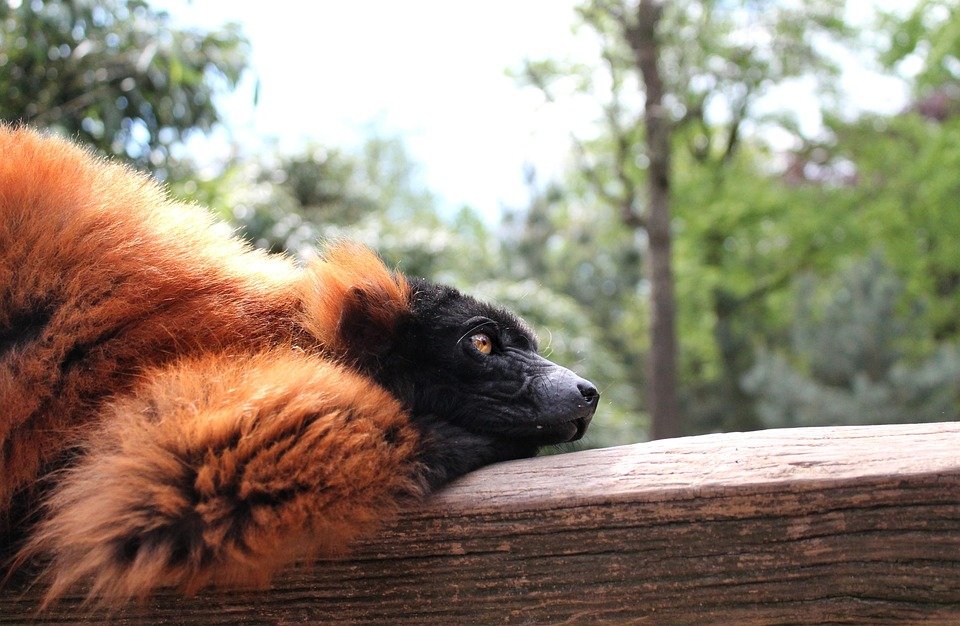 red ruffed lemur sounds