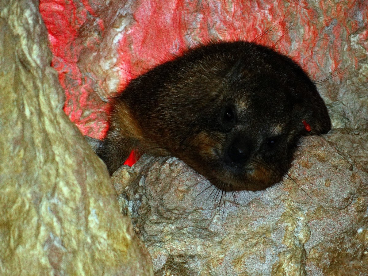 Are hyraxes endangered?