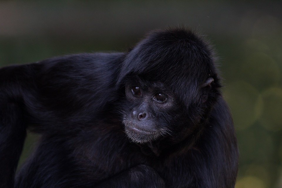 SIAMANG physical description