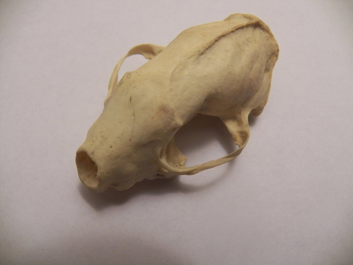 striped skunk skull