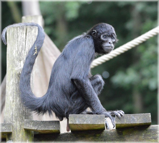 SIAMANG lifespan