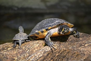 Yellow-spotted Amazon river turtle size