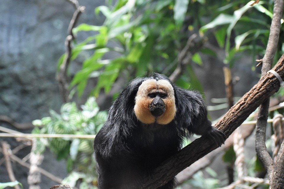 are saki monkey endangered