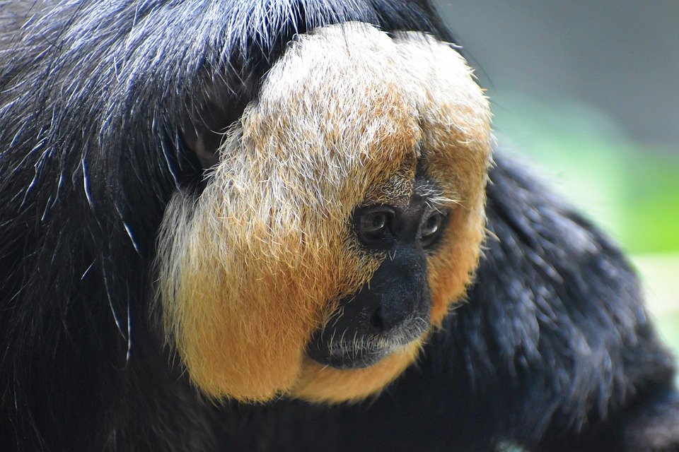 What animal is saki?