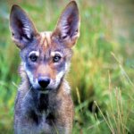 The U.S. Fish & Wildlife Service Releases Nine Critically Endangered Red Wolves Into The Wild In North Carolina