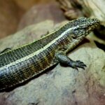 The Complete Guide to African Plated Lizards and How They are Disrupting Animal Breeding