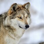 Mexican Gray Wolf Numbers Grew By Only 10 Last Year Bringing The Population To Just Under 200; Recovery Is Being Hampered by Hunting & Disease