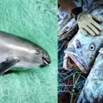 Proposed Formal Investigation Into Mexico’s Rampant Illegal Fishing Of Totoaba In The Protected Vaquita Refuge; Only An Estimated 10 Vaquita Remain In The Wild
