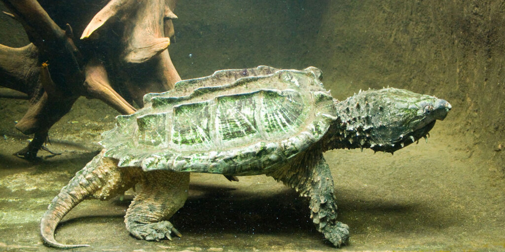 Alligator Snapping Turtle Breeds and Other Interesting Facts - Animal ...