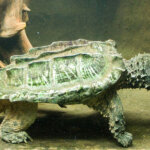 Alligator Snapping Turtle Breeds and Other Interesting Facts