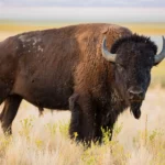 What is an American Bison, and How Do They Differ From Other Buffalo?