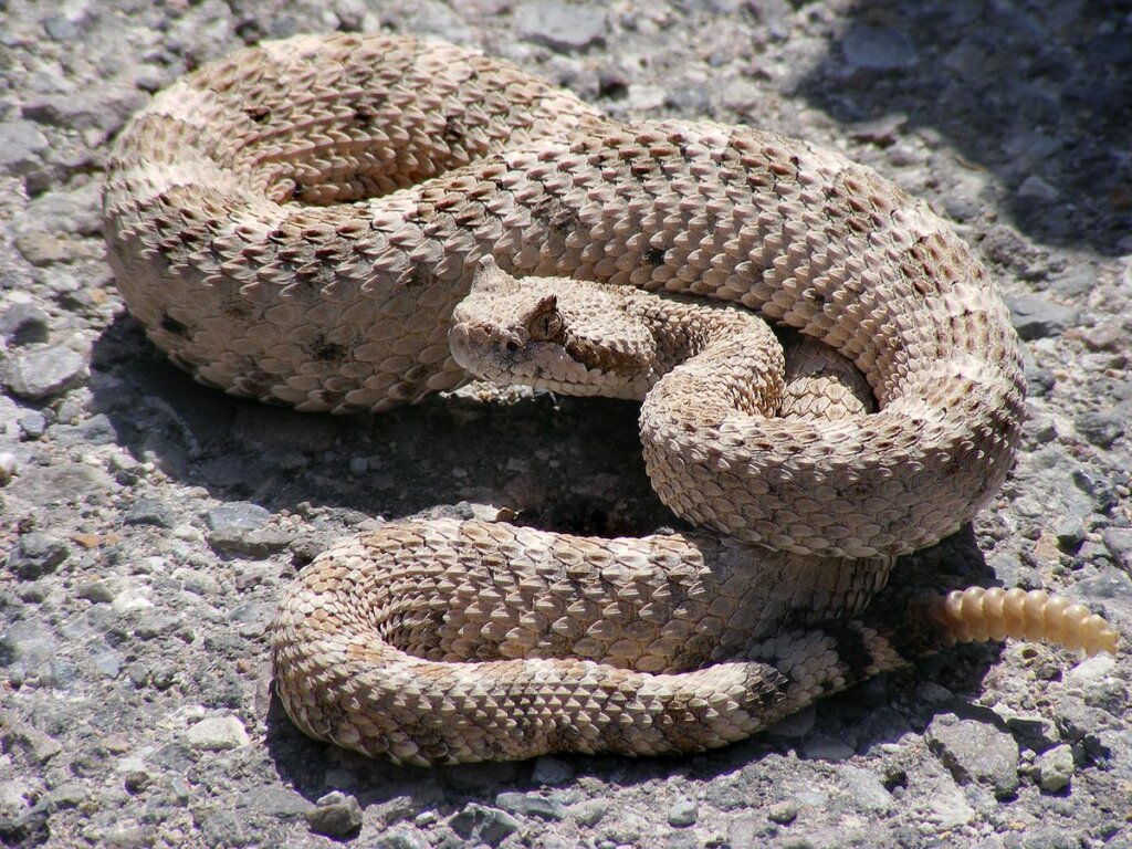 Guide to Rattlesnakes