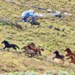 Breaking! American Wild Horse Campaign Calls For A Moratorium On Horse Roundups Amidst Death & Disease Outbreak At Wyoming Holding Facility