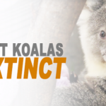 Don’t Let Koalas Go Extinct!
