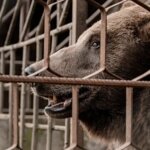 FOUR PAWS Continues To Heroically Rescue Animals From War-Torn Ukraine, Including A 20-Year-Old Bear Named Vova That Was Held Captive At A Restaurant