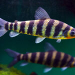 Fish of the Month: Banded Leporinus