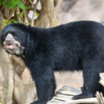 What is the Andean bear? 