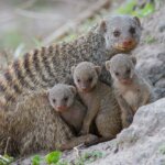 The Fascinating Truth about the Banded Mongoose