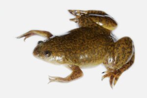 the african clawed frog