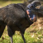 What is an Abyssinian Ground Hornbill?