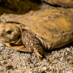The Story of the African Pancake Tortoise