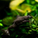 the african clawed frog