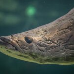 What Is Arapaima