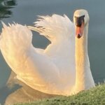 Urgent! Emails Needed TODAY To Help Save The Life Of A Sweet Mute Swan Being Unfairly Targeted At PGA West In La Quinta, California