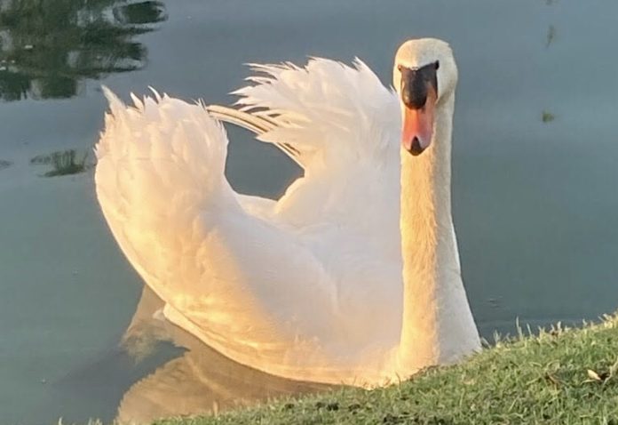 Emails Needed TODAY To Help Save The Life Of A Sweet Mute Swan