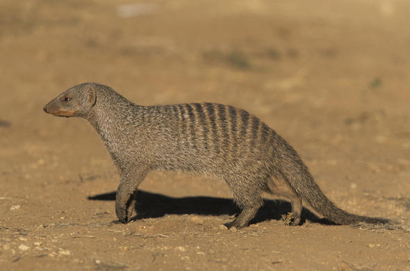 Banded Mongoose