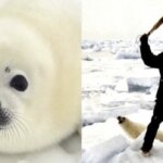 Immediate! The Horrific 2022 Canadian Seal Hunt Begins Tomorrow With A Quota Of 400,000 Harp Seals Allowed To Be Slaughtered; Help Stop The Sickening Hunt!