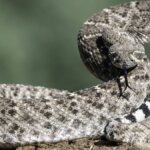 Guide to Rattlesnakes