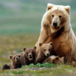 USFWS: Do Not Delist Yellowstone Grizzly Bears From The Endangered Species List