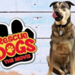 WATCH: “Rescue Dogs” The Movie