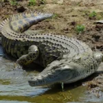 What are African Alligators