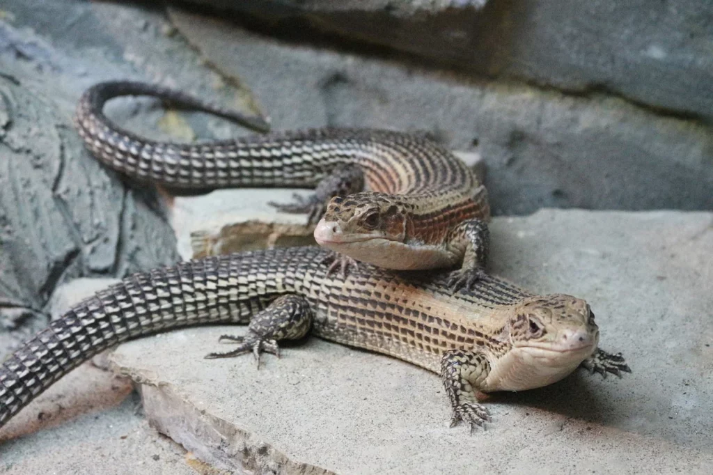 African Plated Lizards