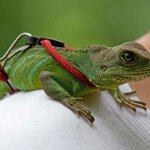 A Guide to the Asian Water Dragon, A Unique and Fascinating Pet
