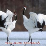The Fascinating Red-crowned Crane!