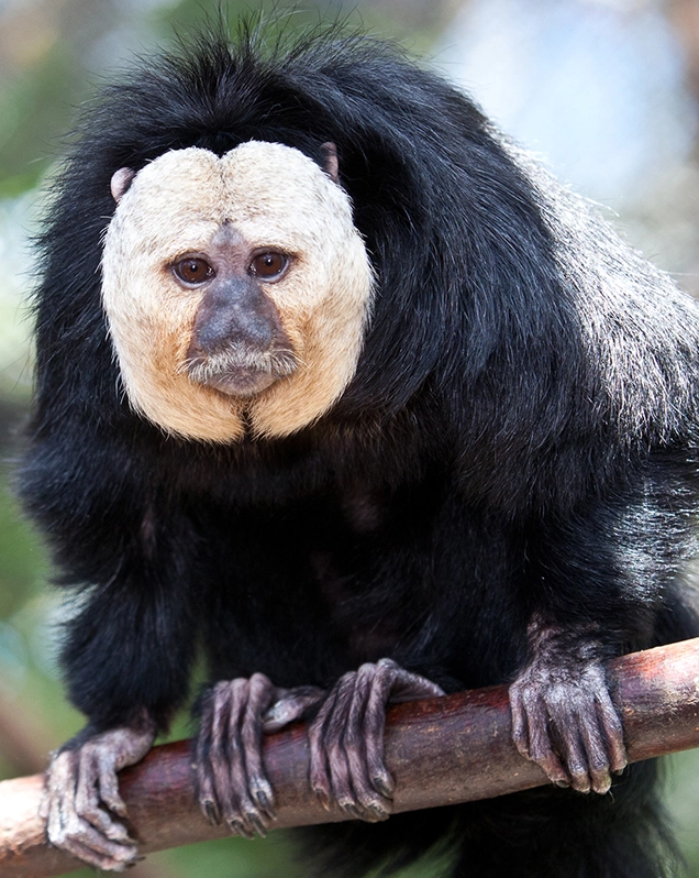 Pale-headed saki monkey