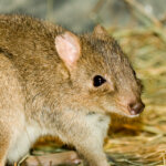 What is a Brush-Tailed Bettong?