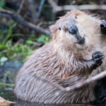 North American Beavers: A Species of Wildlife that is Worth More Than Gold