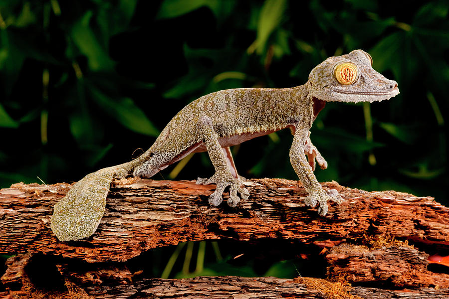 Giant Leaf-Tailed Gecko