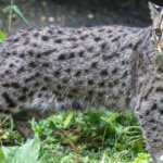 What is FISHING CAT?